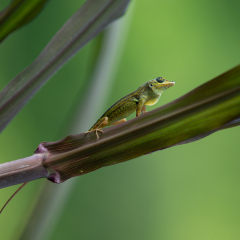 lezard-sur-la-branche-1-sur-1