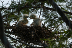 nid-heron-garde-boeuf-1-sur-1