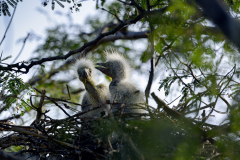 nid-heron-garde-boeuf-2-1-sur-1