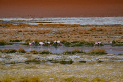 mare-aux-flamands-1-sur-1