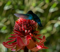 Frenkel-Denis-colibri-2