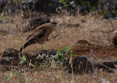 Frenkel-Denis-faucon-chili-