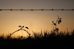 Ronces et Barbelés - Christophe