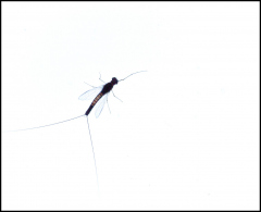Insecte_michel_b