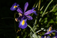 Iris_Michel-CZ