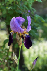 Jocelyne-I-comme-Iris