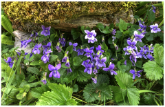 Jocelyne-V-comme-violettes