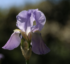 Iris-Gaetan