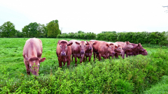 Vaches-Violettes-Michel-CZ