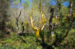 Val-sans-retour-Larbre-dor-JPS-avril-2025