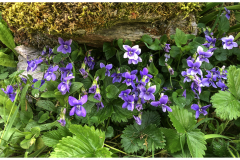 Jocelyne-V-comme-violettes