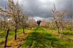 V-comme-verger-en-fleurs-micambor