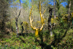 Val-sans-retour-Larbre-dor-JPS-avril-2025