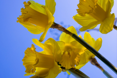 bouquet - christophe