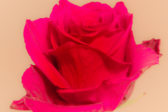 LAmour-et-le-Rouge