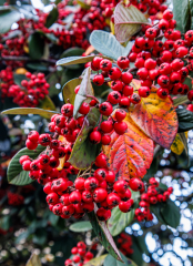 Vegetation-rouge