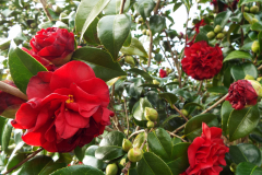 CAMELIAS
