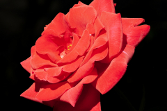 Rose-rouge