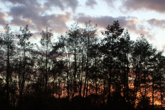 Contre-jour-a-lheure-doree-celine