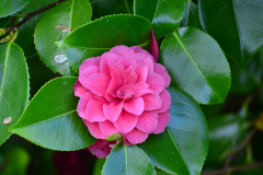 Camelia-en-avril-JPS-0425