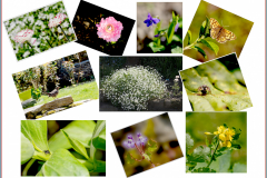 Dans-le-jardin