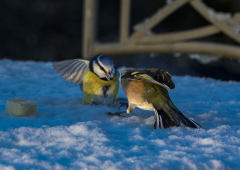 E-comme-Enguelade-Micamb