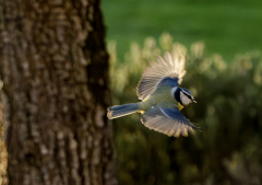 E-comme-envol-Micamb