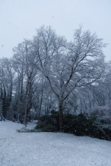 R62_9313-Arbre-Gaetan