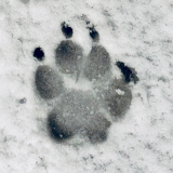 empreinte_christophe