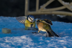 E-comme-Enguelade-Micamb