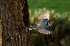 E-comme-envol-Micamb