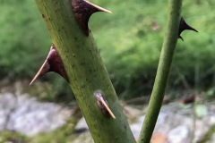 Jocelyne-qui-sy-frotte-sy-pique