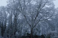 R62_9313-Arbre-Gaetan