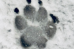 empreinte_christophe