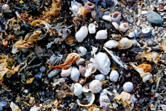 "laisse de mer" à Pénétin