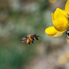 Abeille