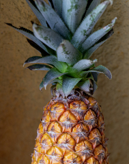 M__3762-ananas