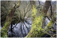 Pierrearbres-dans-leau