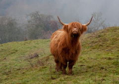 Mais où sont ils ?  SAM