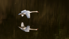 signe_3123_A