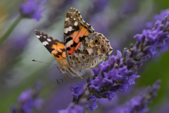 papillon- SAM
