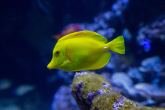 poisson-jaune-1