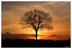 Mon Arbre - Christophe