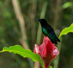 Frenkel-Denis-colibri-3