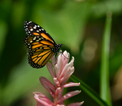 Frenkel-Denis-fkl-7746