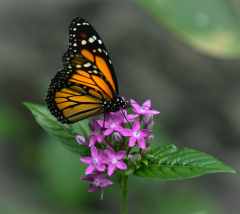 Frenkel-Denis-fkl-7756