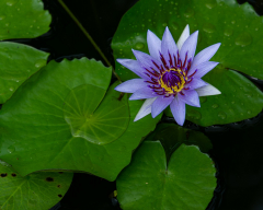 Frenkel-Denis-nenuphare