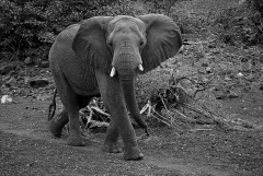 Frenkel-Denis-regard