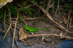 bebe-iguuane-1-sur-1