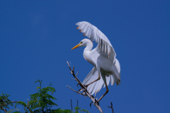 heron-garde-boeuf-1-sur-1